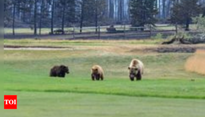 Jasper National Park fire: How a family of bears survived devastation? - Times of India