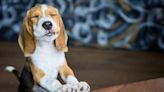 Wet Nose Wednesday Pet of the Week: Fonzy The Beagle #A2140854 | 101.5 The River | Ellen K Morning Show