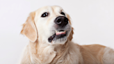 Golden Retriever's Funny Way of Showing Affection to Her Big Sis Is So Endearing