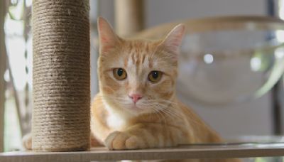 Cat Not Using Scratching Post? Try One of These 7 Clever Fixes