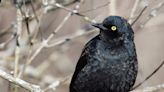 Nature: Once-abundant rusty blackbird threatened by habitat destruction