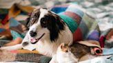 Paw-sitive Planning: Navigating The Hidden Costs Of Pet Parenthood