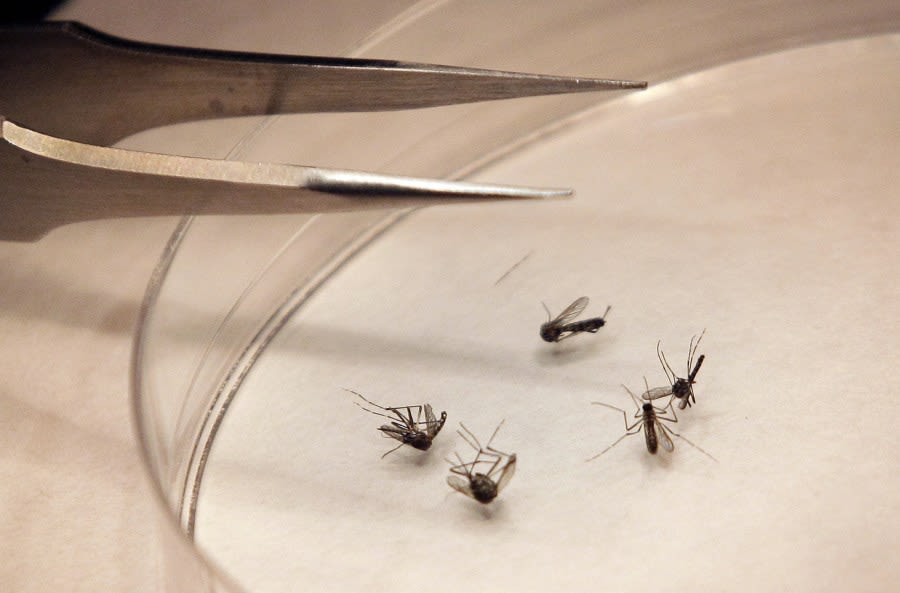 Another mosquito trap in Taylor tests positive for West Nile virus