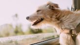 Florida Bill Aims to Ban Dogs From Sticking Heads Out Car Windows