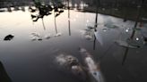 Cuáles son las hipótesis sobre la mortandad de peces en los diques del Puerto de Santa Fe