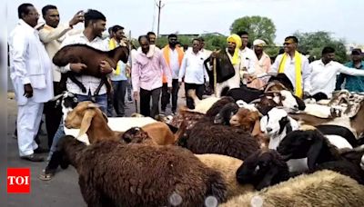 Dhangars Release Flocks Of Sheep, Block Highway In Akola Over St Quota Demand | Nagpur News - Times of India