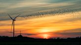 How wind turbines could coexist peacefully with bats and birds