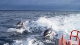 Un velero se hunde en el Estrecho tras ser golpeado por un grupo de orcas