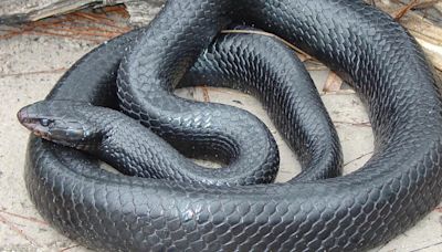 Snake release looks to restore Florida ecosystem