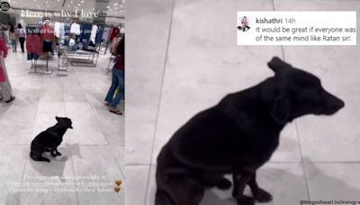 Video of stray dog seeking shelter at Mumbai West Side store during rain viral, netizens praise Ratan Tata