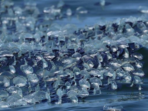 Strange blob-like sea creatures washing ashore across Southern California coast