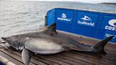 Enormous great white shark pings off Cape Canaveral, in time for Delta IV Heavy launch