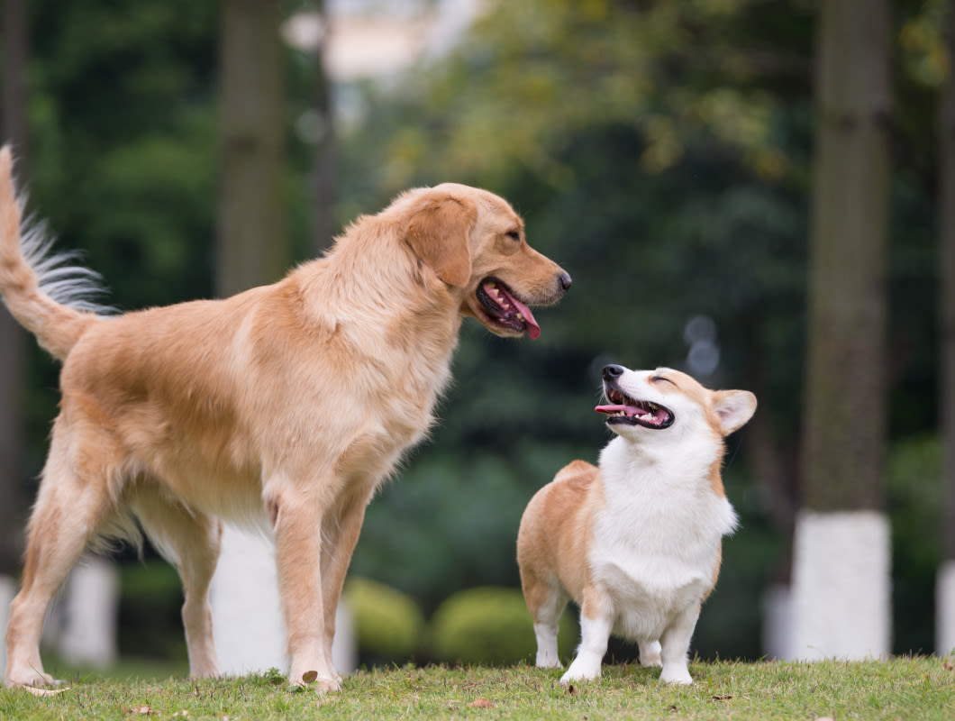 Corgi Reveals the Funny Challenges of Navigating Life with Golden Retriever Sibling