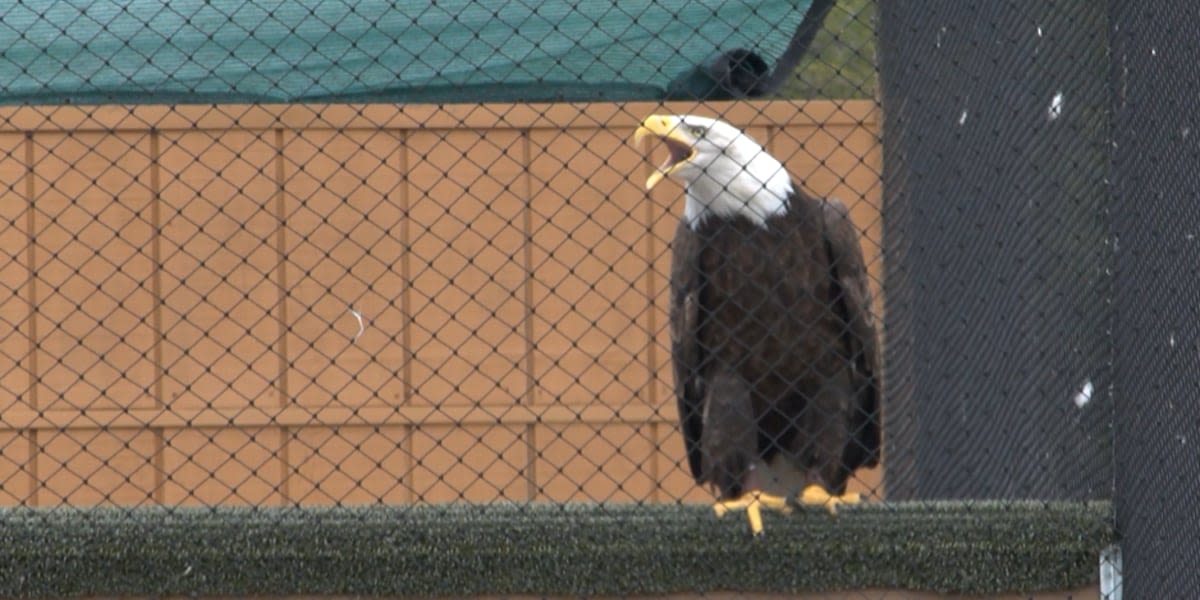 American Eagle Foundation ‘Challenger’ icon to get cataract surgery