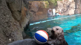 Watch sea otter flaunt basketball skills at Oregon Zoo. ‘No NBA Finals tickets required’