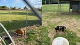 Missing your pig? Limestone County Sheriff’s Office looking for owner of two pigs