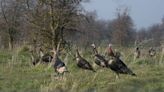 Wildlife searches for ‘wild turkey’ on Wikipedia spike in spring and fall, research shows
