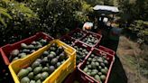 Growing avocados in Mexico isn't environmentally sustainable. Here's how it could be
