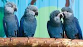 Spix’s macaw: Rare parrot species thought to be extinct makes surprising comeback