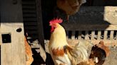 Mexican man dies from first human infection of H5N2 bird flu