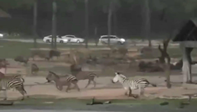 雷暴前夕廣州1秒變天黑 動物們園內狂奔