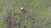 Residents concerned about proposed development’s impact on wildlife in south Charlotte