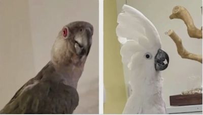 2 exotic birds stolen from Concord pet shop