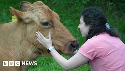 Cow cuddling: Ceredigion ex-monk letting people hug his animals