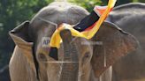 Euro 2024: Elefant Bubi sagt Sieg der Deutschen Nationalelf voraus