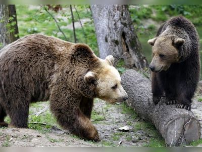 Romania authorises killing of around 500 bears after 19-year-old woman mauled to death - CNBC TV18