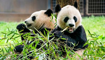 Two giant pandas will arrive at D.C.'s National Zoo this year, officials say