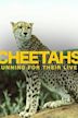 Cheetahs: Running for Their Lives