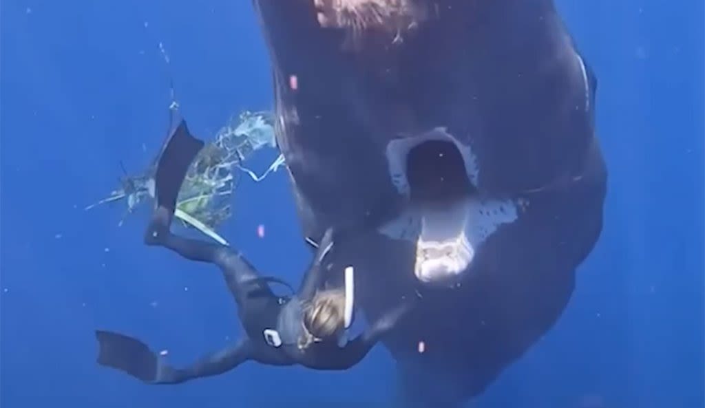 Sperm Whale Asks Divers For Help Removing Trash Tangled In Its Mouth