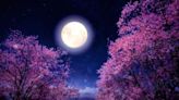 Cuándo es la luna llena de mayo del 2024 y por qué se llama Luna de Flores
