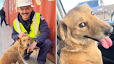 'Connie the Container Dog' Just Gave Everyone an Unexpected Surprise