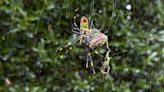 Joro spiders are making themselves at home in Georgia — but experts say there's no cause for concern