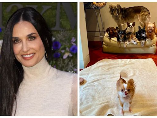 Demi Moore diz saber por que ainda não se casou de novo 11 anos após se separar de Ashton Kutcher: 'Durmo com cachorros'