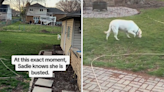 Dog owner looks out at Labrador in her yard, but there's just one problem