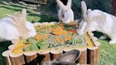 頑皮世界野生動物園邀玉兔享用超澎湃大月餅 歡迎親子與兔兔同樂過中秋