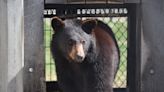 Black bear spotted in Morgantown