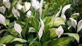 10 Reasons Your Peace Lily Leaves Are Turning Yellow (and How to Fix It)