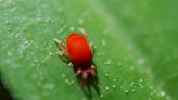 How to Get Rid of Clover Mites Naturally