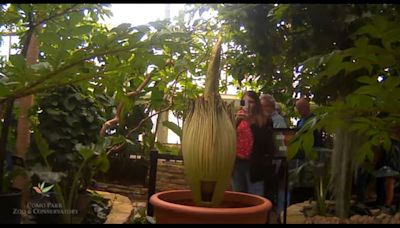 Corpse Flower finishes blooming at Como Conservatory