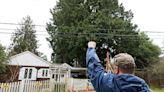 Seattle's tree ordinance is endangering trees, not protecting them | Op-Ed