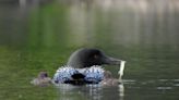 Vermont's oldest loon hit by a boat. How volunteers are working to protect the species