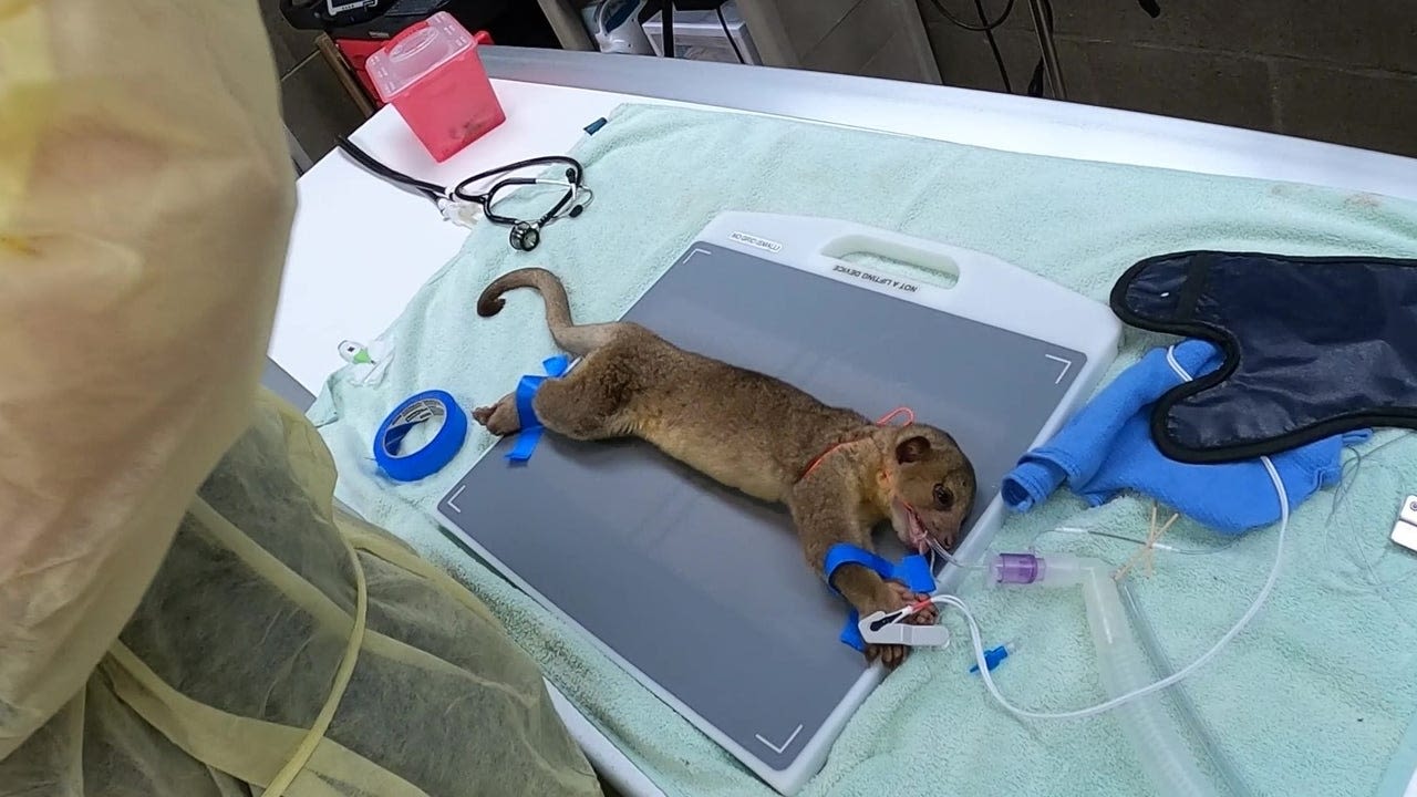 Abandoned kinkajou 'in fair health' after checkup in Tacoma