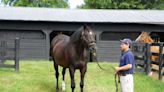 Saratoga Statues: Storm Cat Stands In At Centennial Park