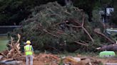 Dozens of trees felled at Golden Park for Columbus’ baseball renovation. What’s next?