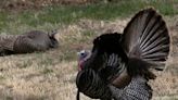 Repeat offender receives state's 1st-ever lifetime hunting ban for poaching wild turkeys