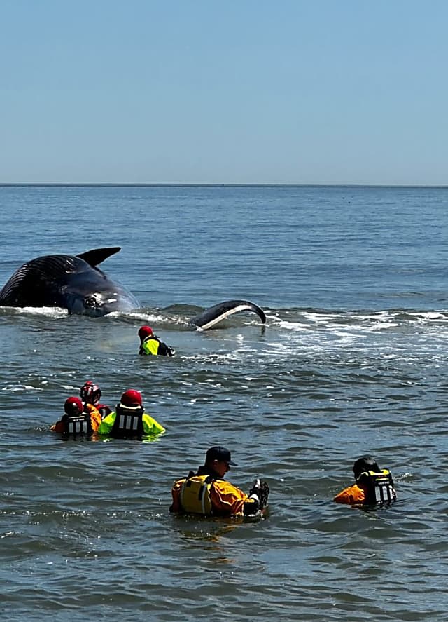 44-Foot Dead Whale Caught On Cruise Ship's Bow Towed To Sandy Hook: NOAA